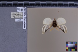 Hemileuca tricolor image