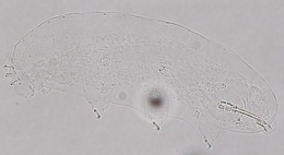 Macrobiotus crenulatus image