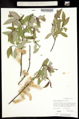 Image of Salix lasiandra