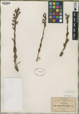 Habenaria filifera image