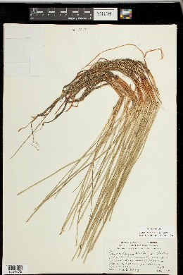 Eleocharis robbinsii image