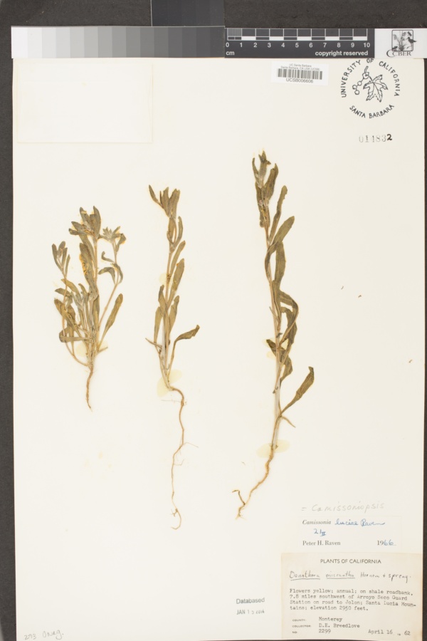 Camissoniopsis luciae image