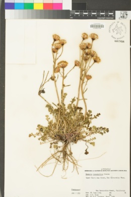 Packera ionophylla image
