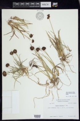 Juncus falcatus subsp. sitchensis image