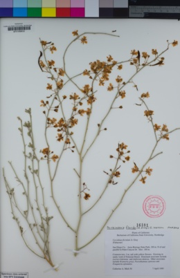 Parkinsonia florida image