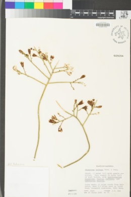 Thamnosma montana image