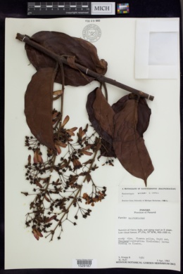 Banisteriopsis wilburii image