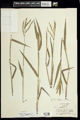 Paspalum paucispicatum image