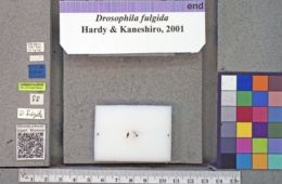 Drosophila fulgida image