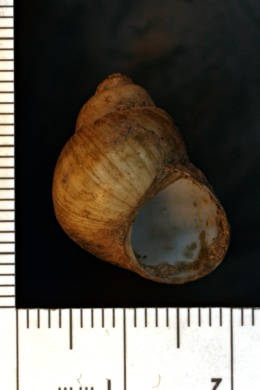 Image of Viviparus subpurpureus