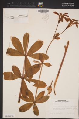 Lilium rubescens image