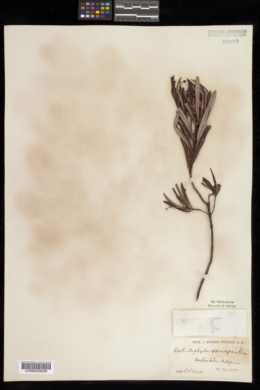 Arctostaphylos oppositifolia image