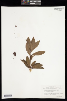 Rhododendron myrtifolium image