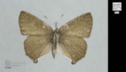 Image of Callophrys augustinus