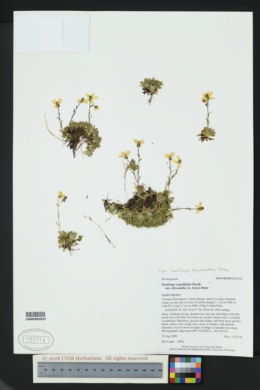 Image of Saxifraga serpyllifolia