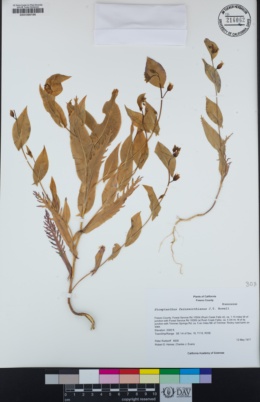 Streptanthus farnsworthianus image