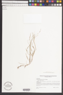 Muhlenbergia decumbens image