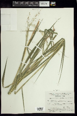 Image of Leersia ligularis
