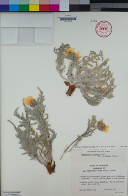 Image of Balsamorhiza lanata