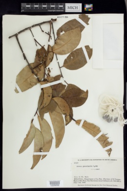Prunus guanaiensis image