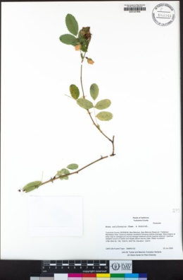 Rosa californica image
