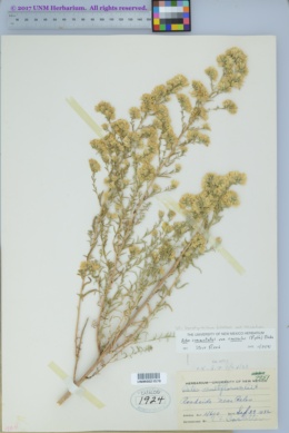 Symphyotrichum falcatum var. crassulum image