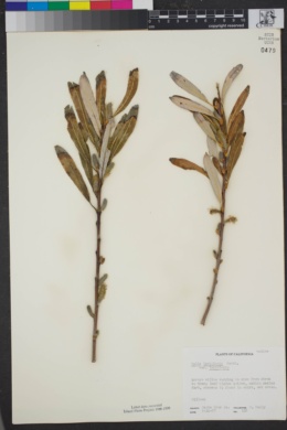 Salix lasiolepis var. lasiolepis image