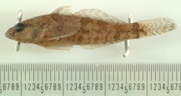 Image of Proterorhinus marmoratus