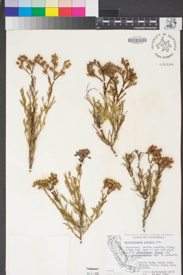 Crocanthemum greenei image