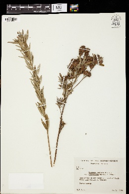 Lespedeza capitata var. stenophylla image