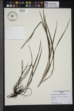 Sisyrinchium arenarium image