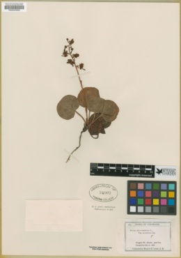 Pyrola rotundifolia var. uliginosa image