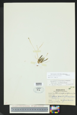Phemeranthus confertiflorus image