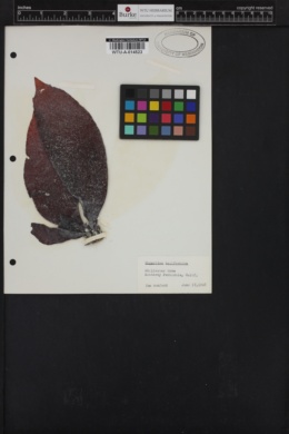 Chondracanthus corymbiferus image