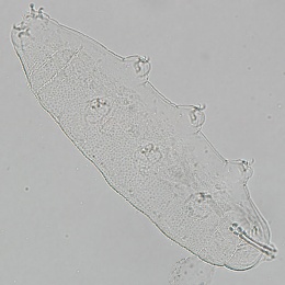 Image of Isohypsibius pauper