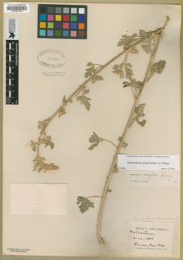 Sphaeralcea polychroma image
