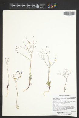 Gilia cana subsp. cana image
