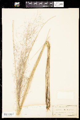 Image of Muhlenbergia sericea