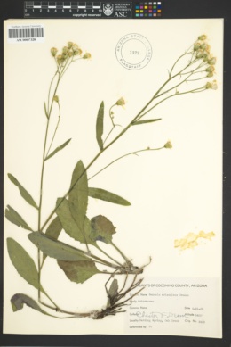 Senecio arizonicus image