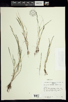 Image of Chaboissaea decumbens
