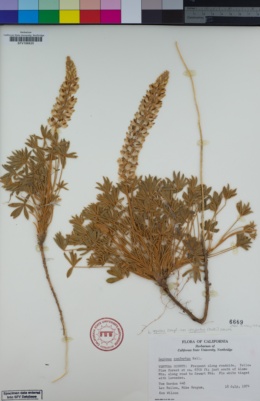 Lupinus lepidus var. confertus image
