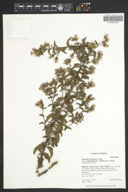 Brickellia lemmonii image