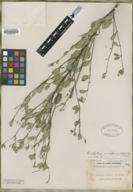 Image of Porophyllum lindenii