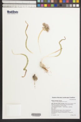 Image of Allium anceps