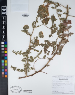 Phacelia ramosissima var. ramosissima image