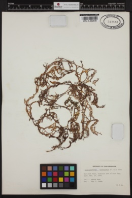 Hydroclathrus clathratus image