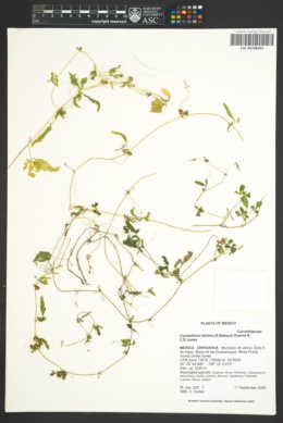 Image of Cyclanthera minima