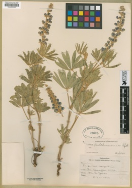Lupinus × alpestris image