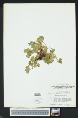 Alchemilla filicaulis subsp. vestita image