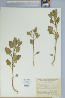 Chenopodium mexicanum image